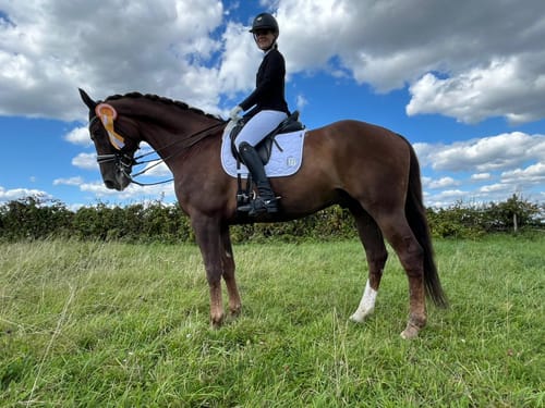 Customer photo review of Strotonin Horse Support