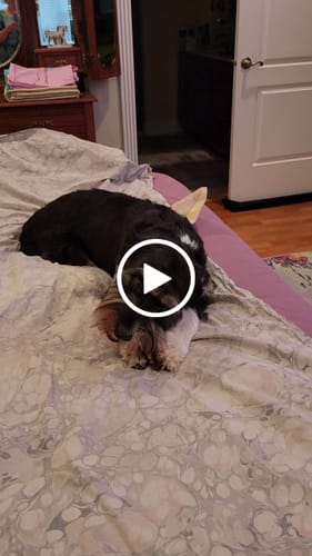 Customer video review of Chewy Ostrich Knee Tendon: The Satisfying, Joint-Supporting Chew