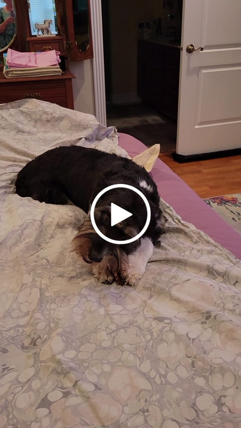 Customer video review of Chewy Ostrich Knee Tendon: The Satisfying, Joint-Supporting Chew