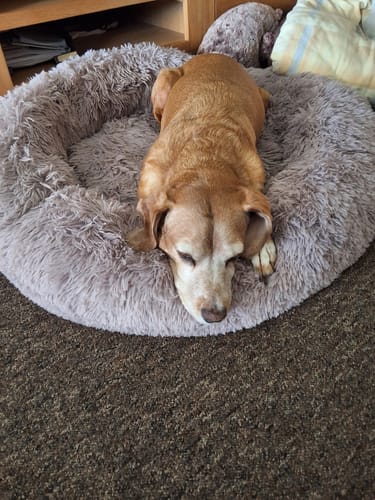 Customer photo review of Puppery Hundebett Wolke 7 - Das Original