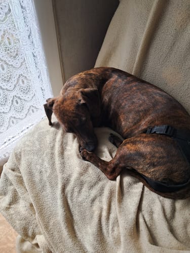 Customer photo review of Croquettes de volaille riches en ingrédients frais - Petite taille (chien adulte)