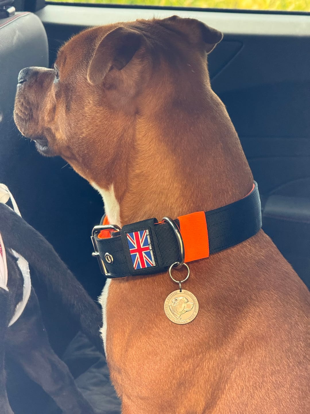 Customer photo review of Staffordshire Bull Terrier 1935® Nametag - Antique