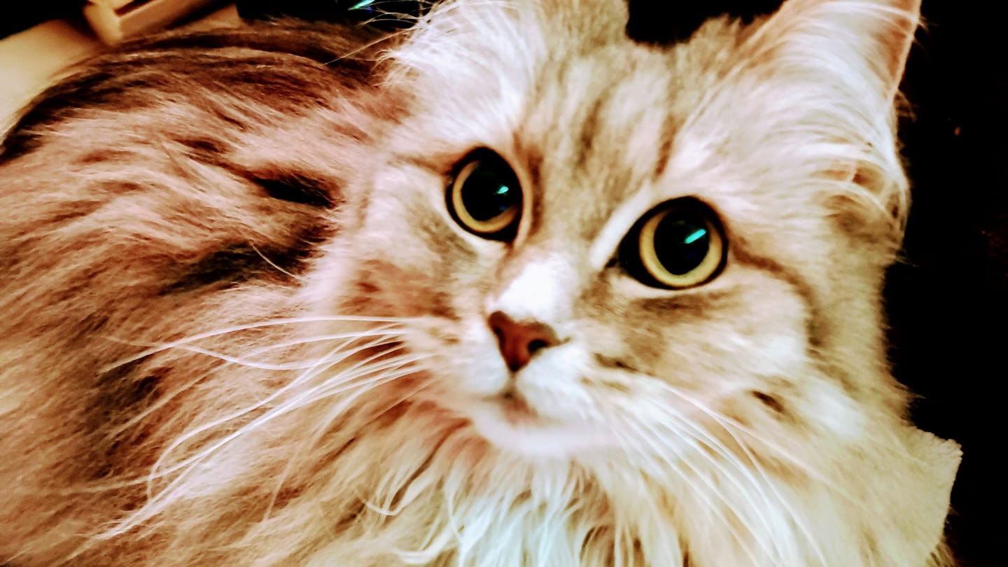 Customer photo review of Katzen Gesundheits Ratgeber von Majescats