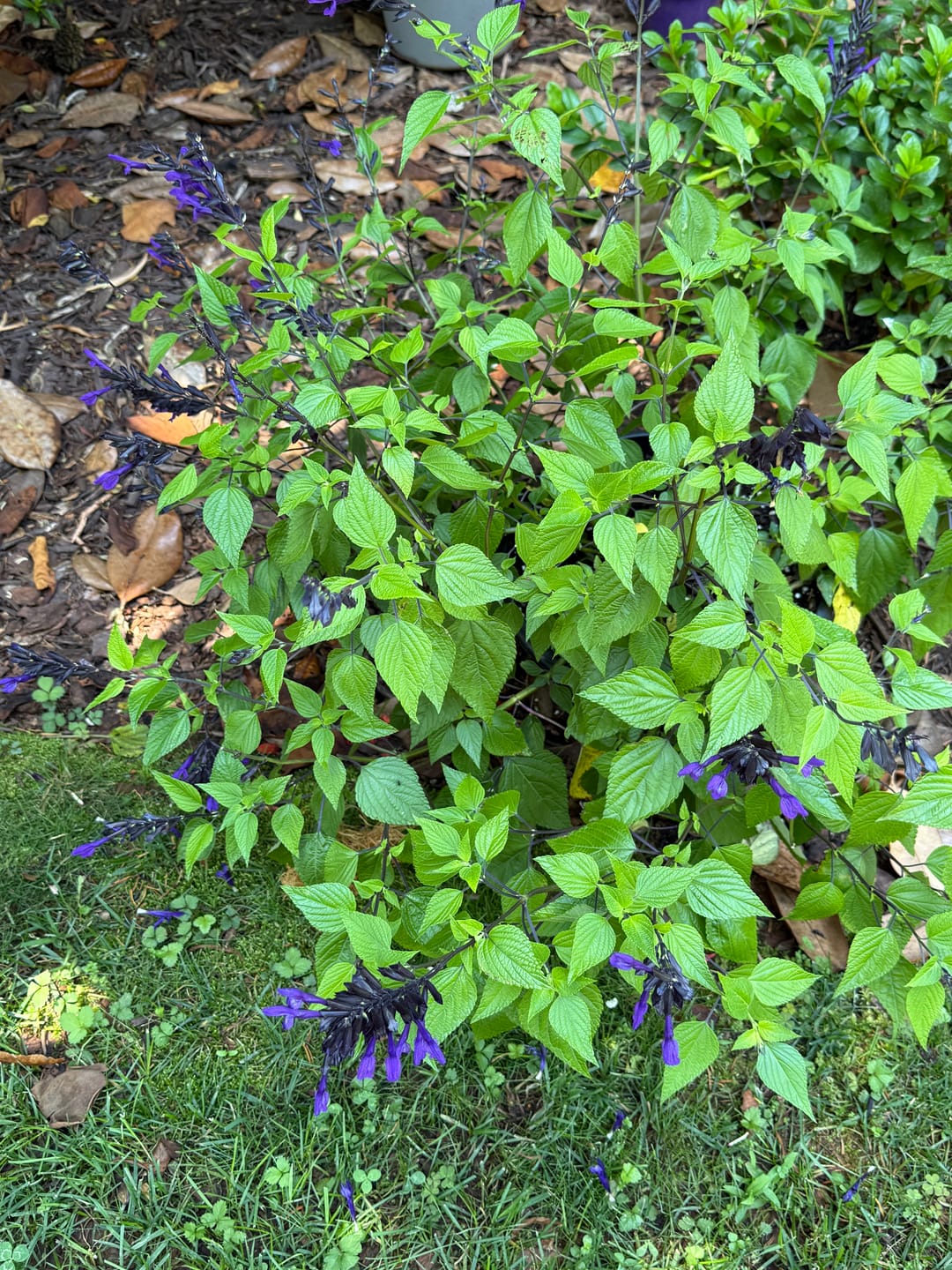 Customer photo review of Ancient Soil: Organic Living Soil for Thriving Plants