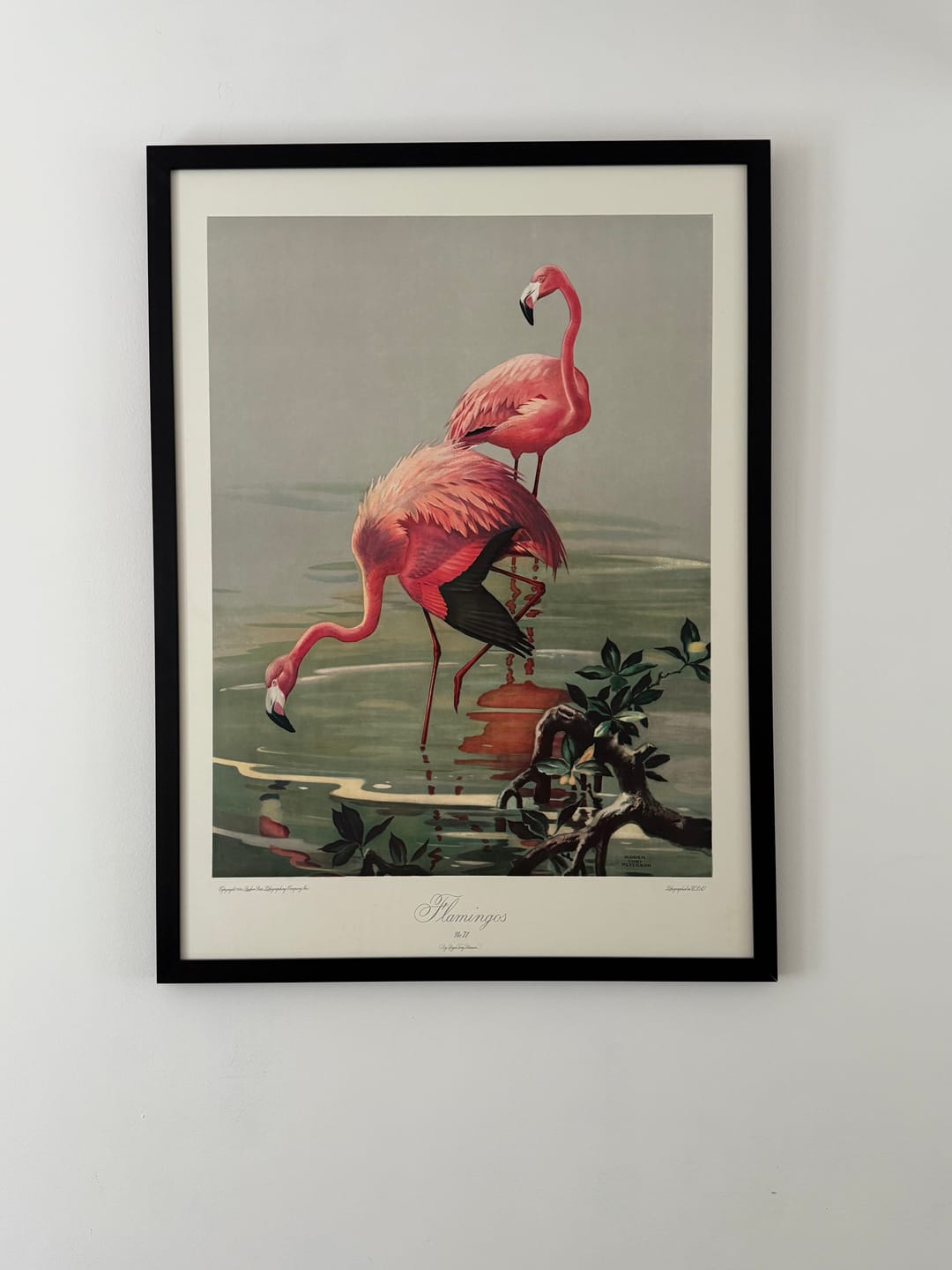 Customer photo review of Flamingos by Roger Tory Peterson, mint condition vintage lithograph printed in the 1940s