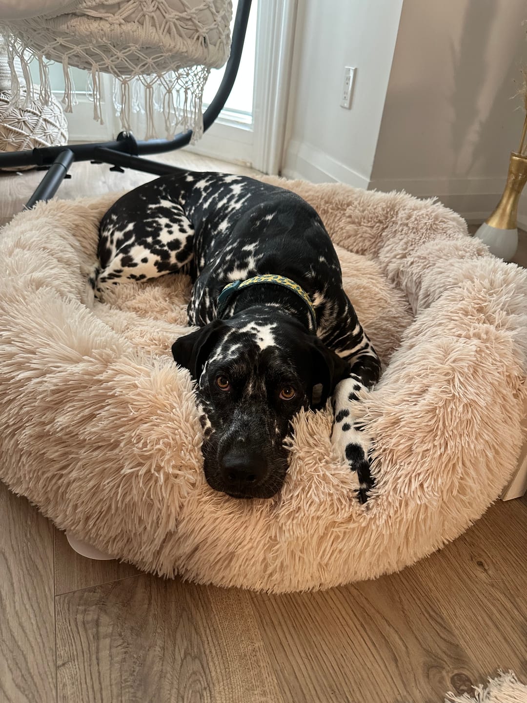 Customer photo review of Calming Dog Bed