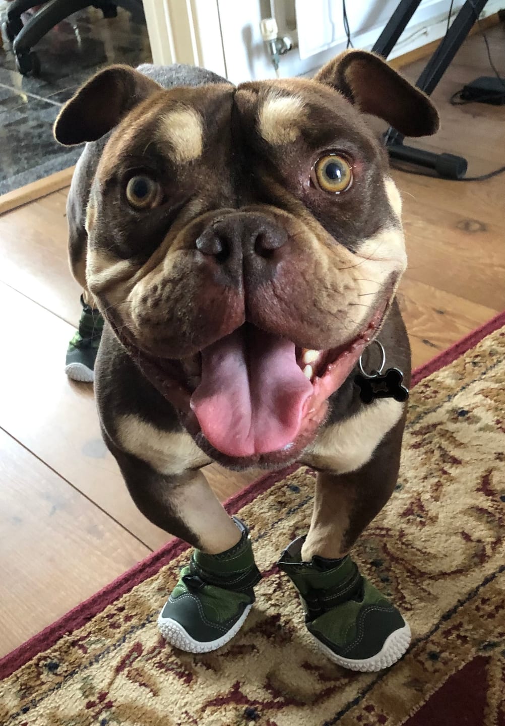 Customer photo review of Hot Pavement Pawtector Dog Shoes