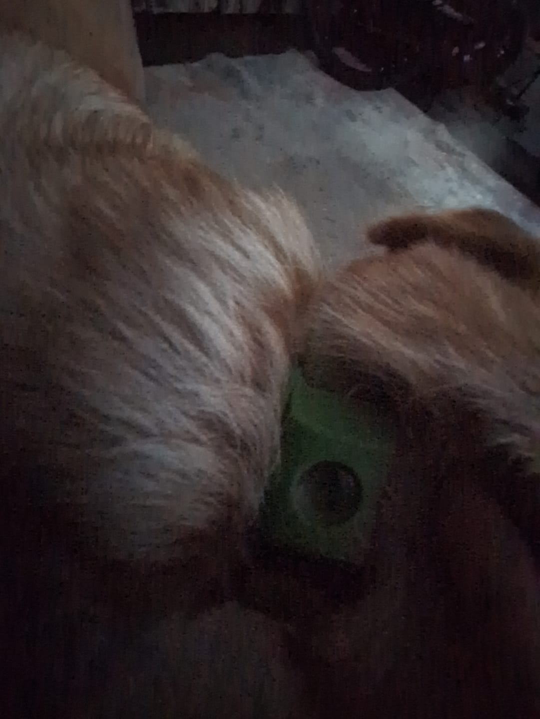 Customer photo review of FurLife Shipping Protection