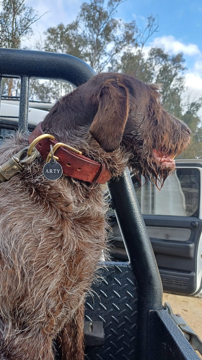 Customer photo review of BIG Dog Collar