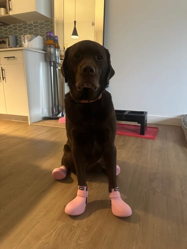 Customer photo review of WagWellies® by wagwear
