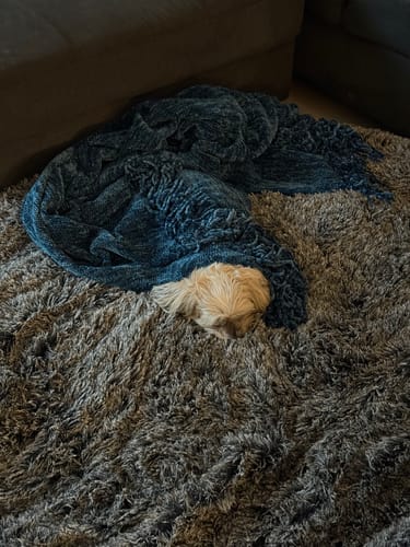 Customer photo review of PaWz Premium Calming Pet Bed with Removable Cover