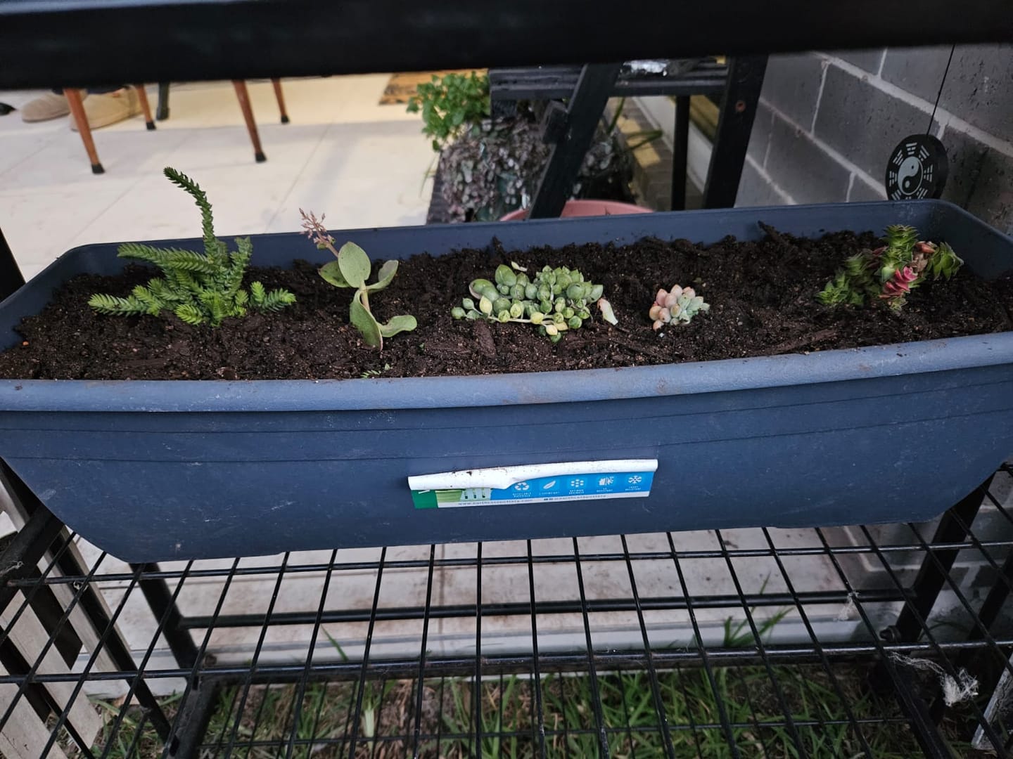 Customer photo review of Crassula ericoides 'Large Whipcord'