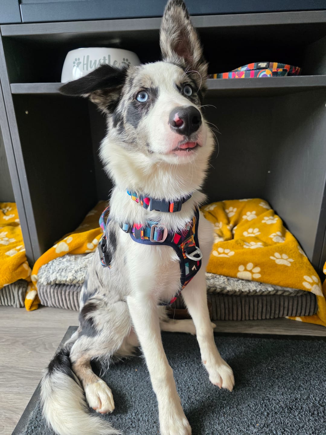 Customer photo review of Core Collar
