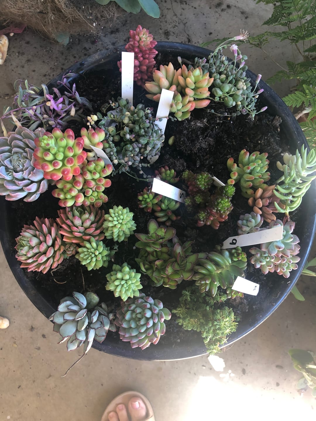 Customer photo review of Bulk Mixed Succulent Value Packs