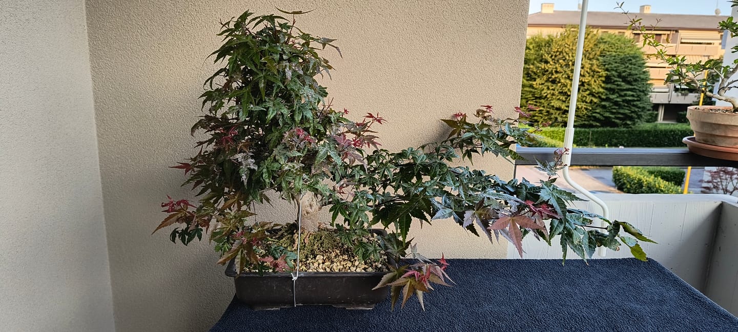 Customer photo review of TOTAL FORCE CB® (AFIDI, COCCINIGLIA, RAGNETTO ROSSO, MAL BIANCO)