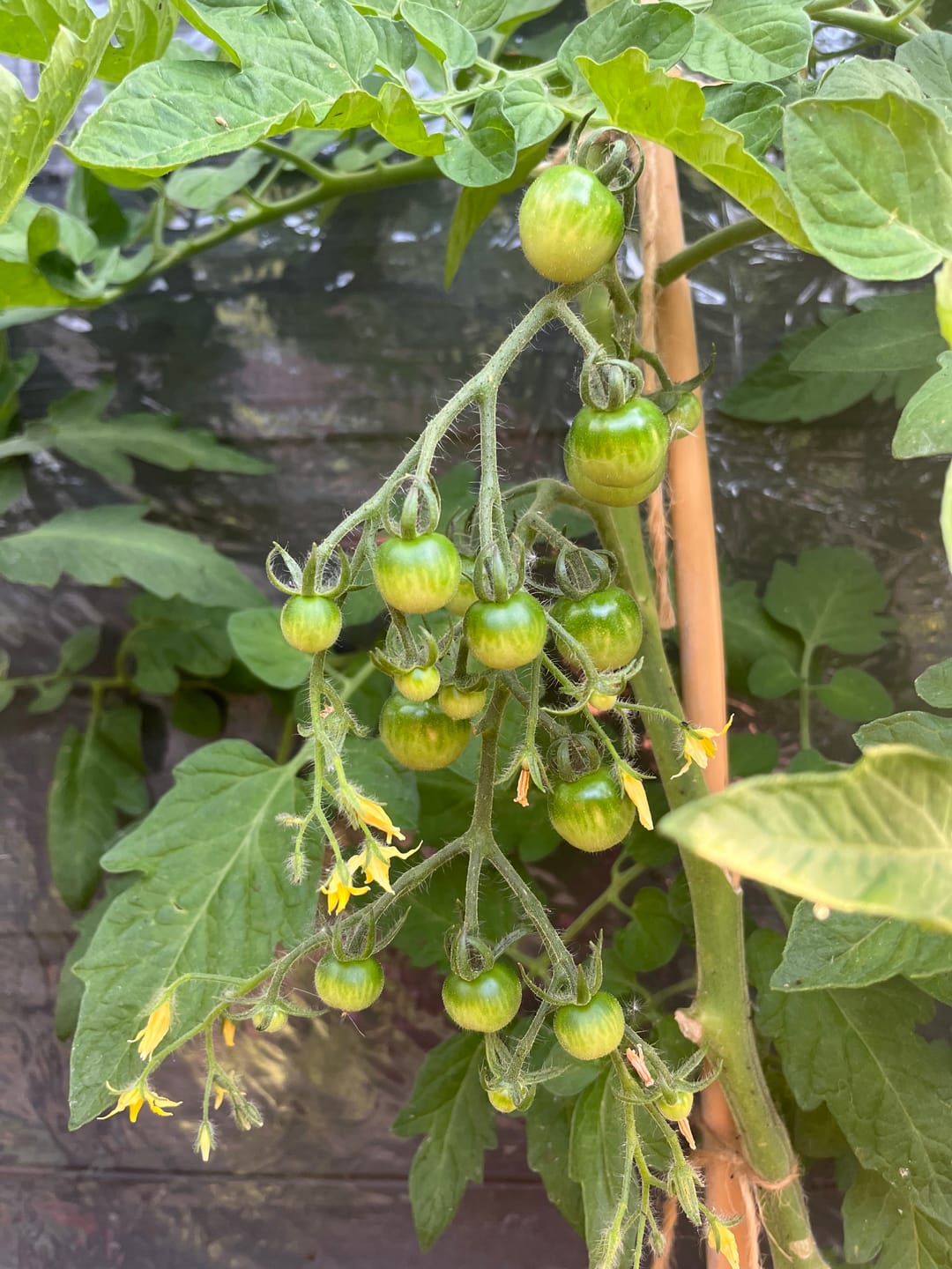 Customer photo review of Compost and 2L Liquid Organic Fertiliser Bundle - Save 10%
