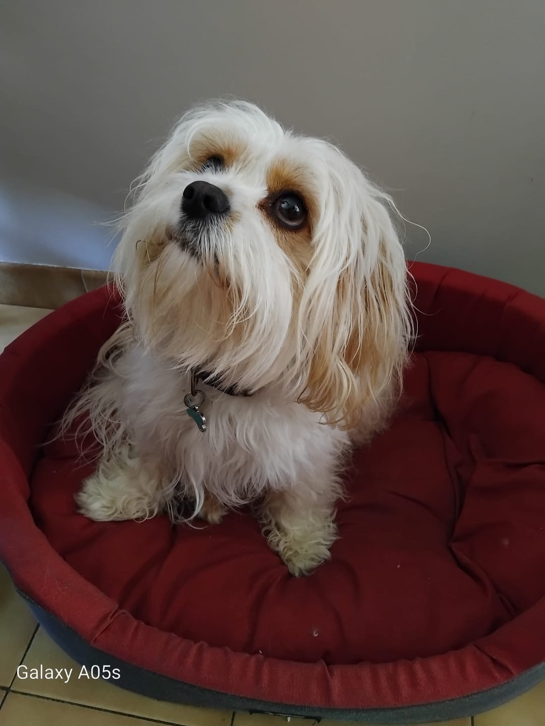 Customer photo review of Chargeur spécialement conçu pour le collier Anti Aboiement