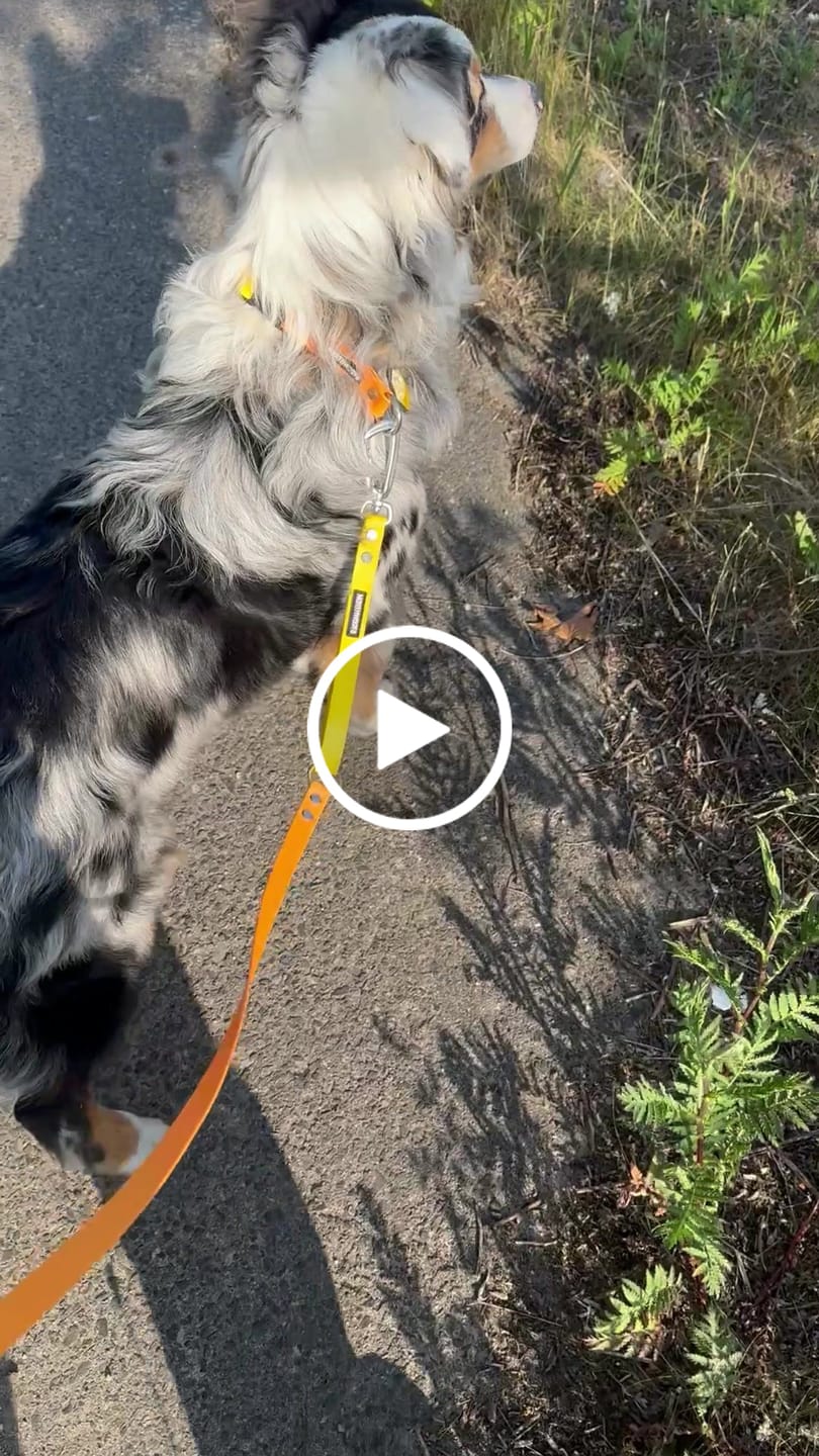 Customer video review of The Multi QuickLead™ Duo Tone - Dog Leash