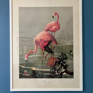 Customer photo review of Flamingos by Roger Tory Peterson, mint condition vintage lithograph printed in the 1940s