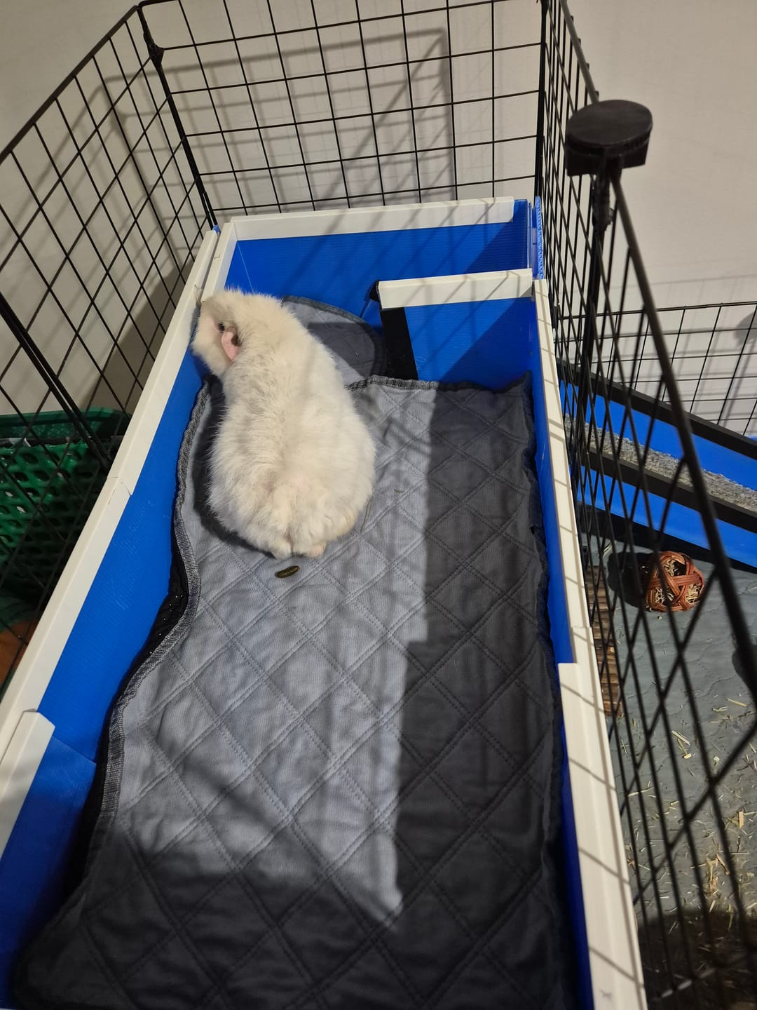 Customer photo review of Nibble Guards - Ozzy C&C Cages