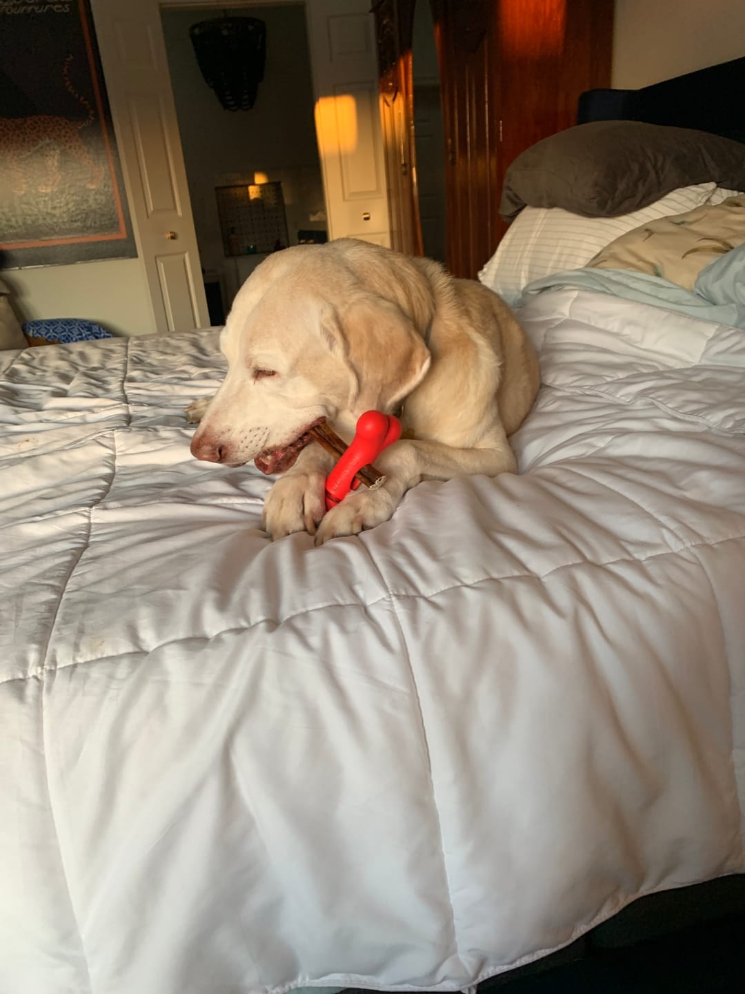 Customer photo review of 6 Inch Power Bully Sticks