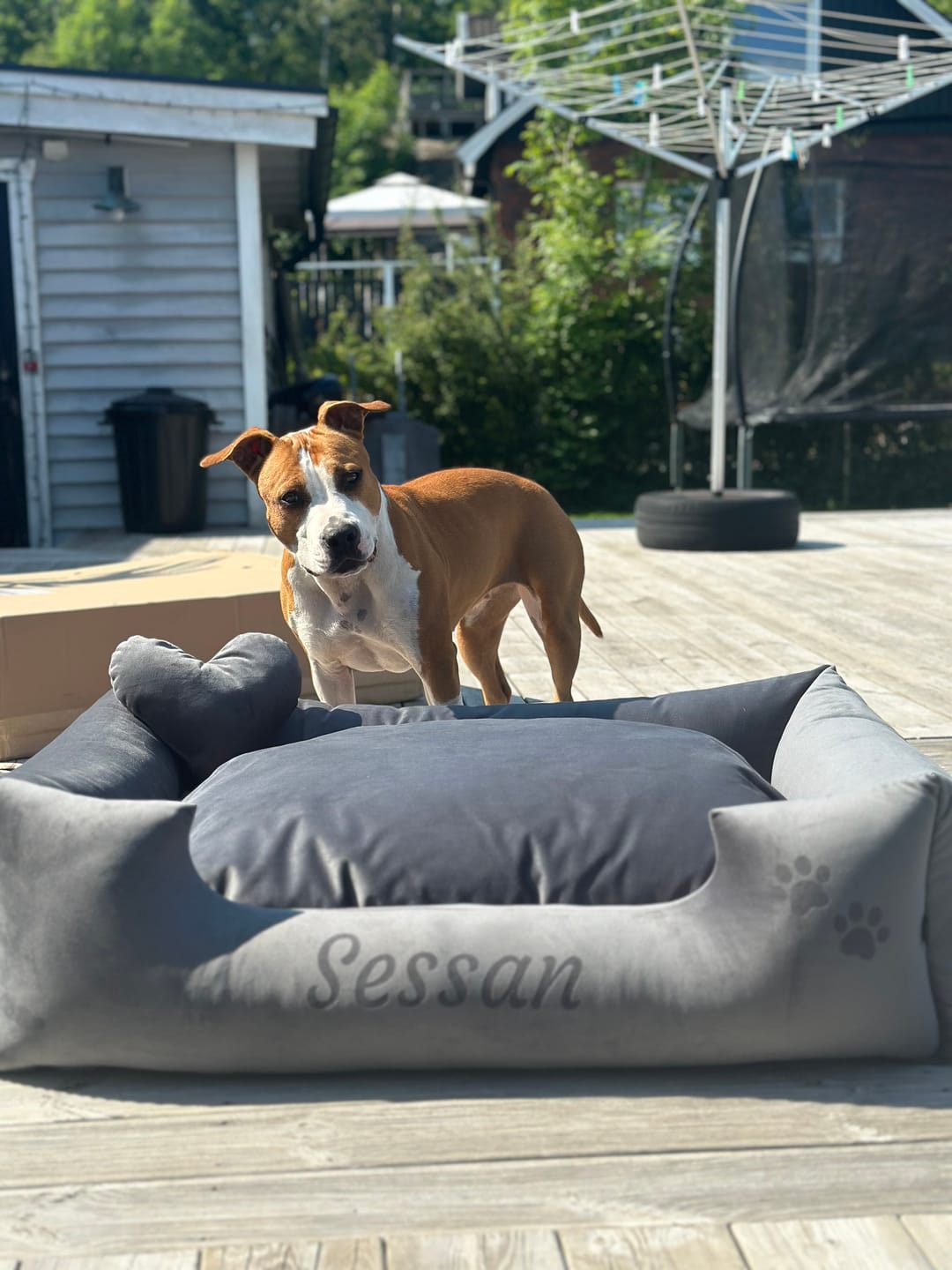 Customer photo review of Velvet Mörkgrå - Hundbädd med namn