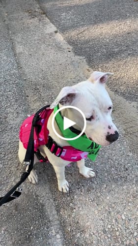 Customer video review of Classic Heavy-Duty Tactical No-Pull Team K9™ Dog Harness With Front & Back D-Rings, Quick-Release Metal-Buckles, Hook & Loop Panels, & Top Handle