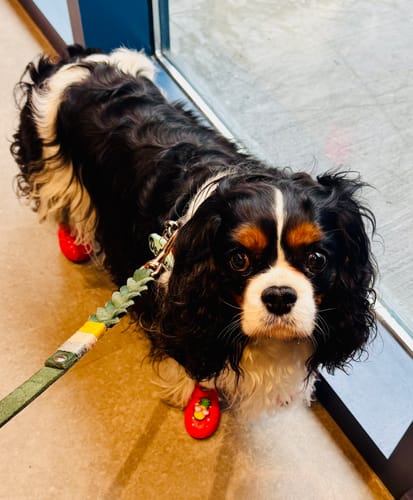 Customer photo review of WagWellies® Mojave