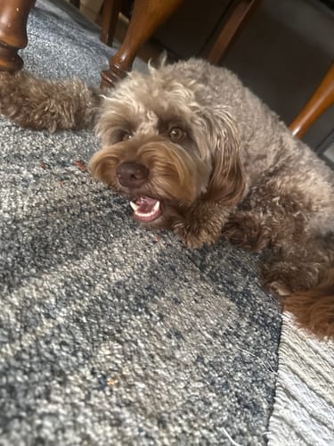 Customer photo review of Crocodile Leg Bones