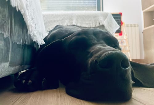 Customer photo review of Grain Free Giant Puppy