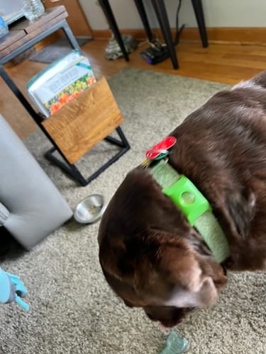 Customer photo review of FurLife™ 12 Months Flea and Tick Free