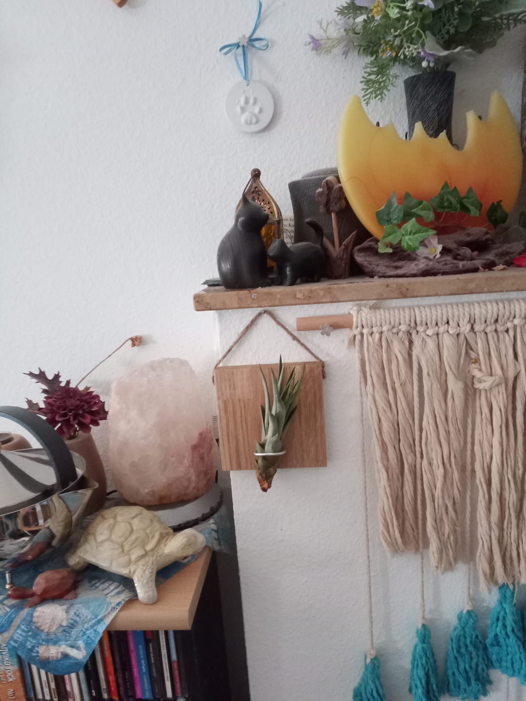 Customer photo review of Tillandsien Kachel - hängend