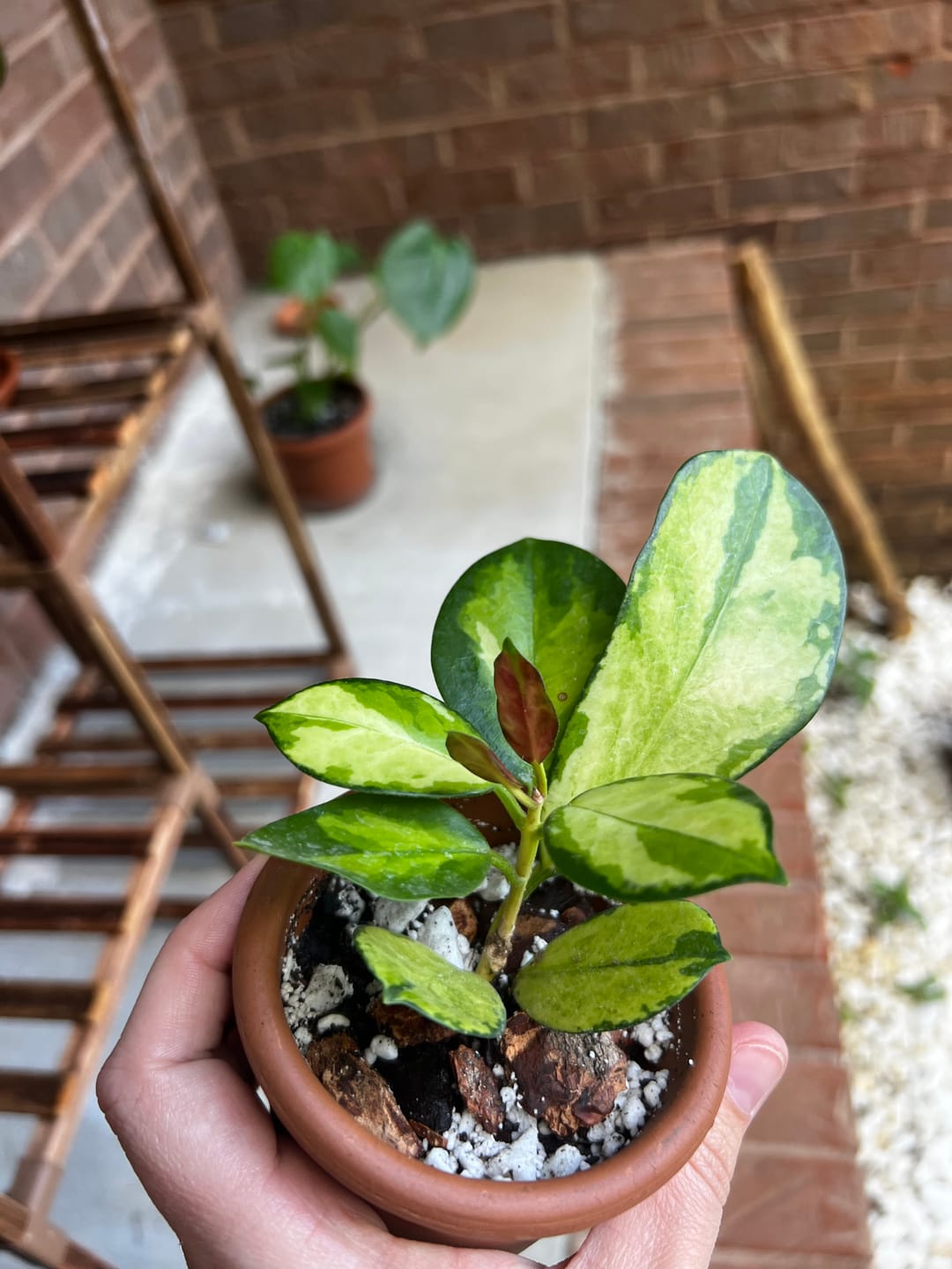 Customer photo review of Hoya australis 'Lisa'