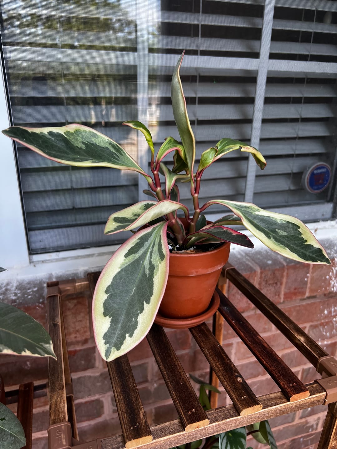 Customer photo review of Peperomia clusiifolia 'Ginny'