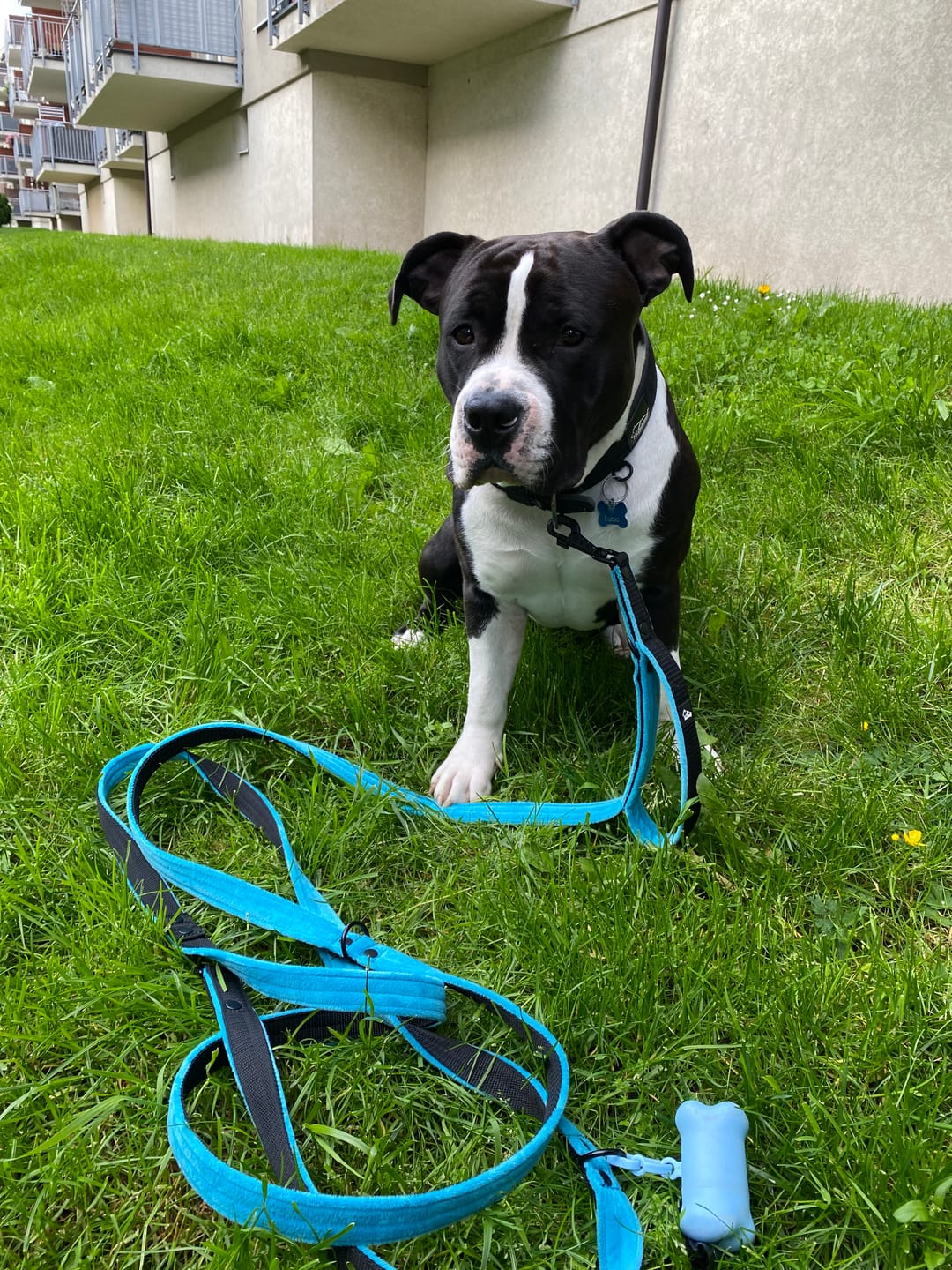 Customer photo review of Smycz przepinana z dodatkową raczką - Multi Guard Leash Black Edition Ocean Blue