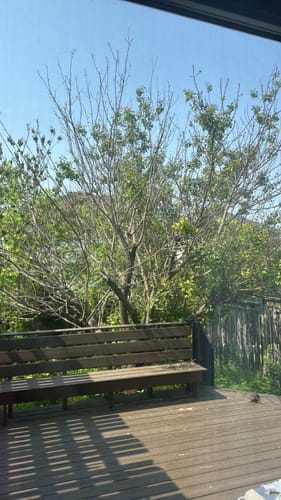 Customer photo review of LuxeBold