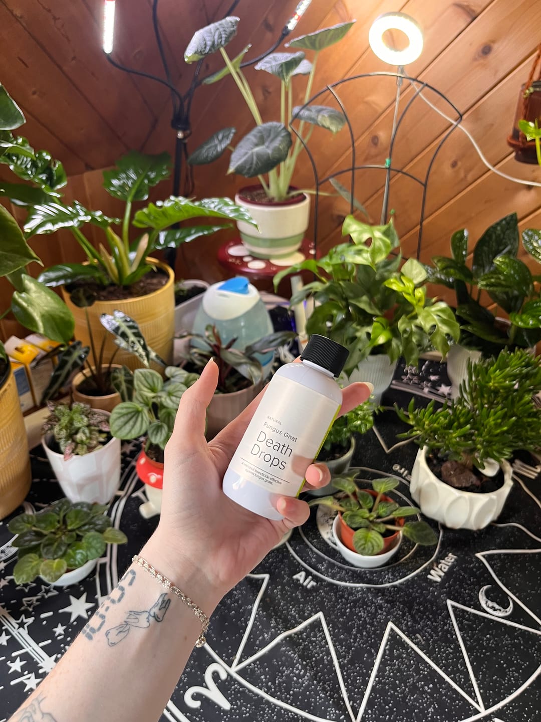 Customer photo review of Fungus Gnat Death Drops