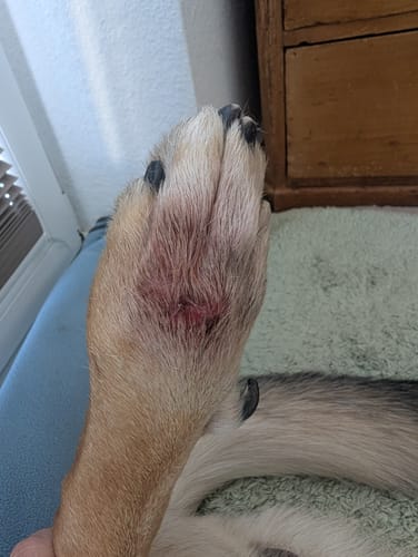 Customer photo review of Nature Protect