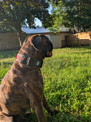 Customer photo review of 2" Tactik Dog Collar - Black