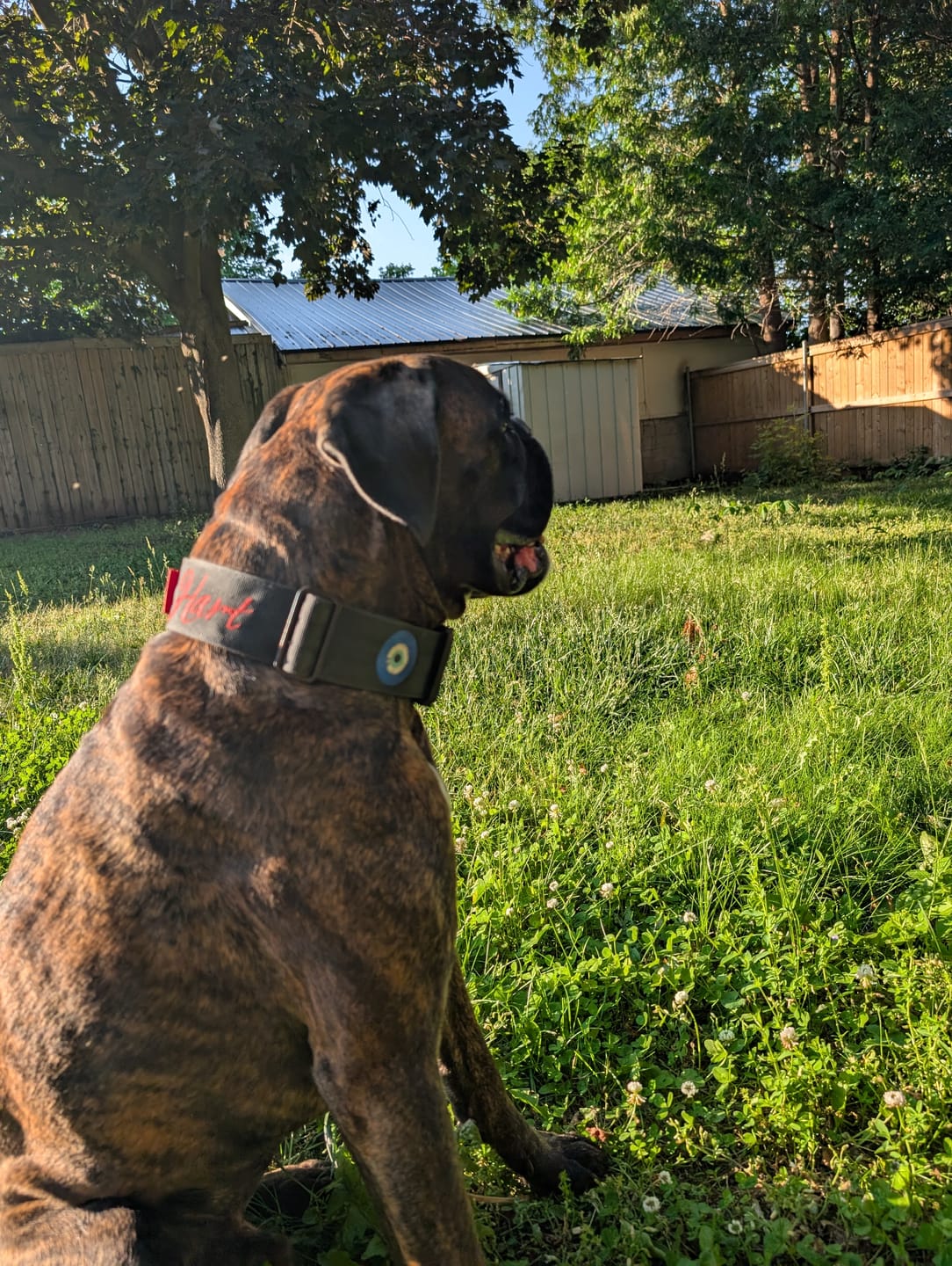 Customer photo review of 2" Tactik Dog Collar - Black