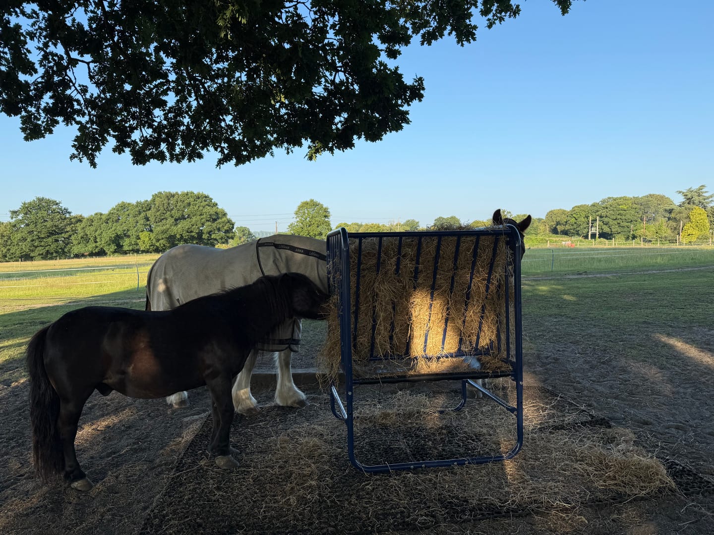 Customer photo review of Adjustable Height Hay & Grain Feeder