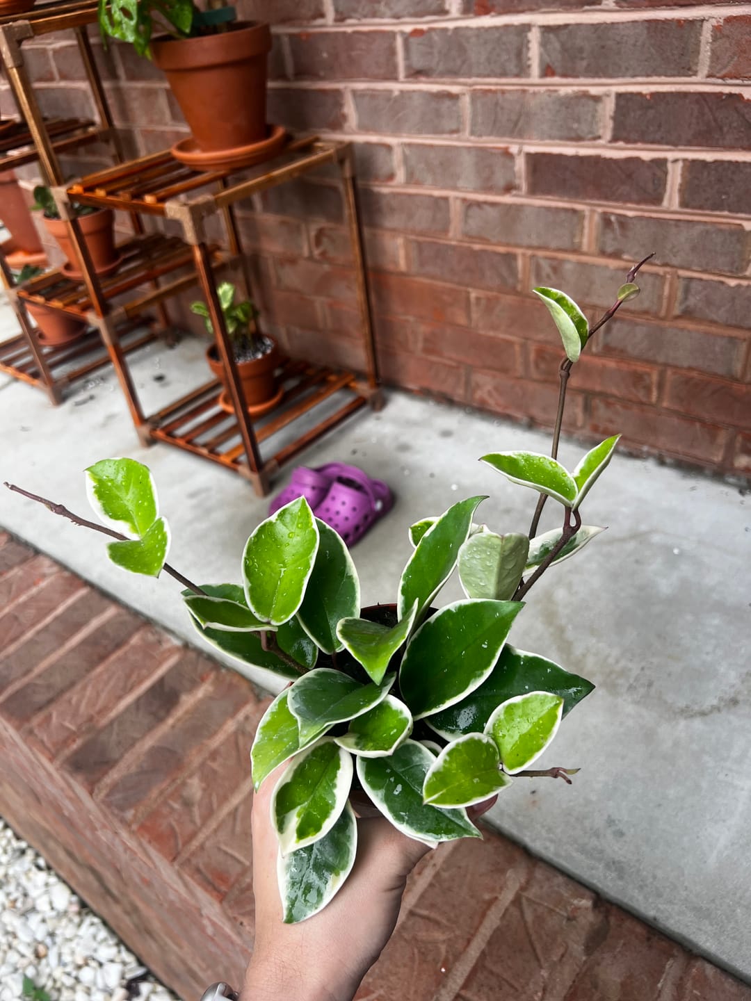 Customer photo review of Hoya carnosa 'Krimson Queen'