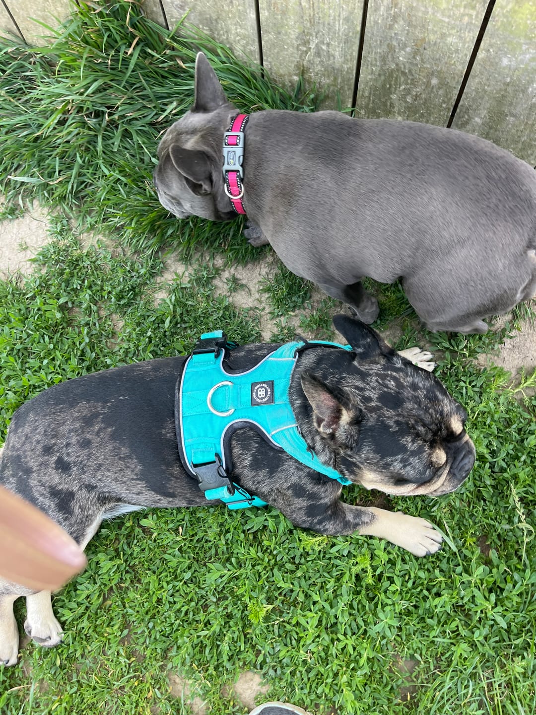 Customer photo review of Comfort Premium Harness | Non Restrictive - Turquoise