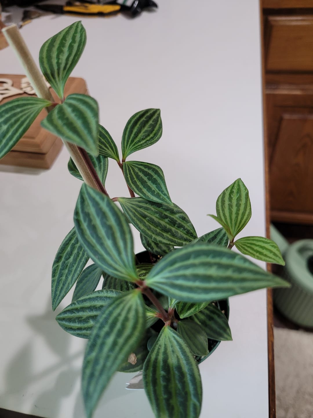 Customer photo review of Peperomia tetragona "Parallel"