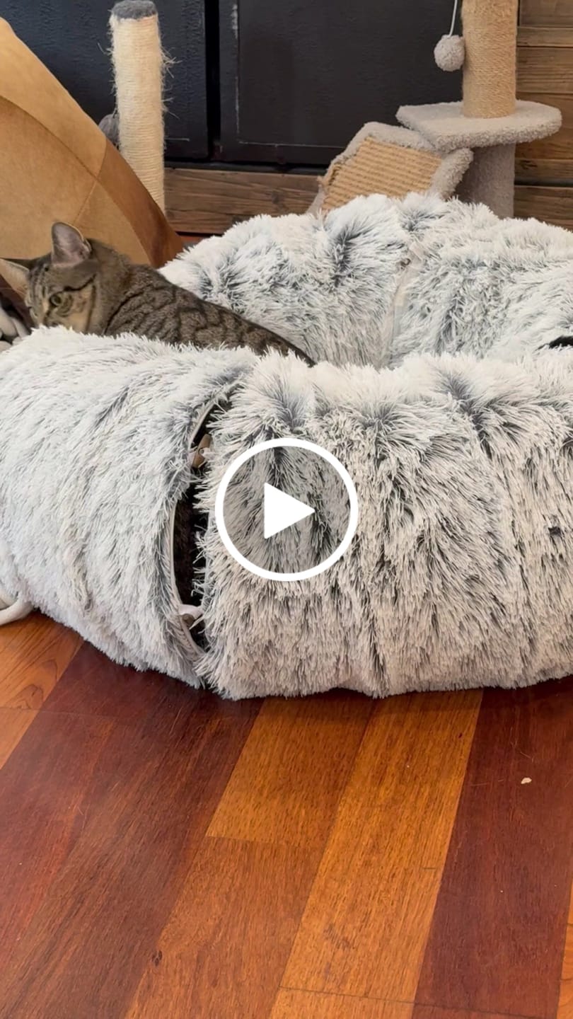 Customer video review of Pawz Cat Tunnel Bed Foldable Funny Exercise Plush Kitten Play Tube