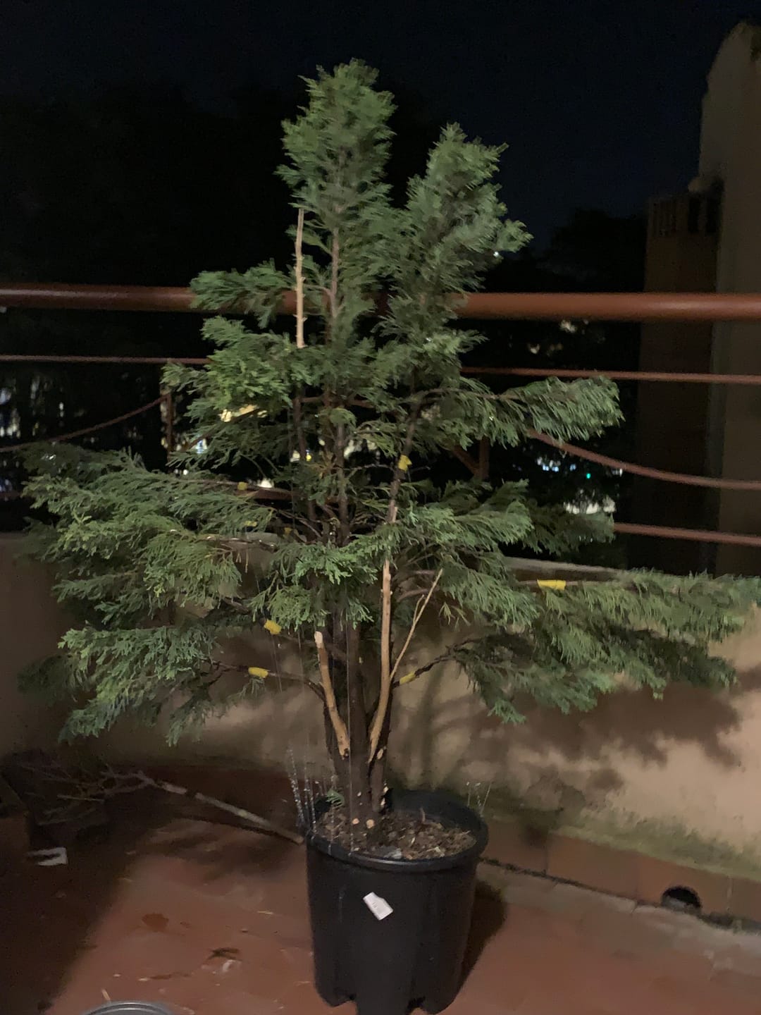 Customer photo review of PREDATOR CB® (barriera formiche)