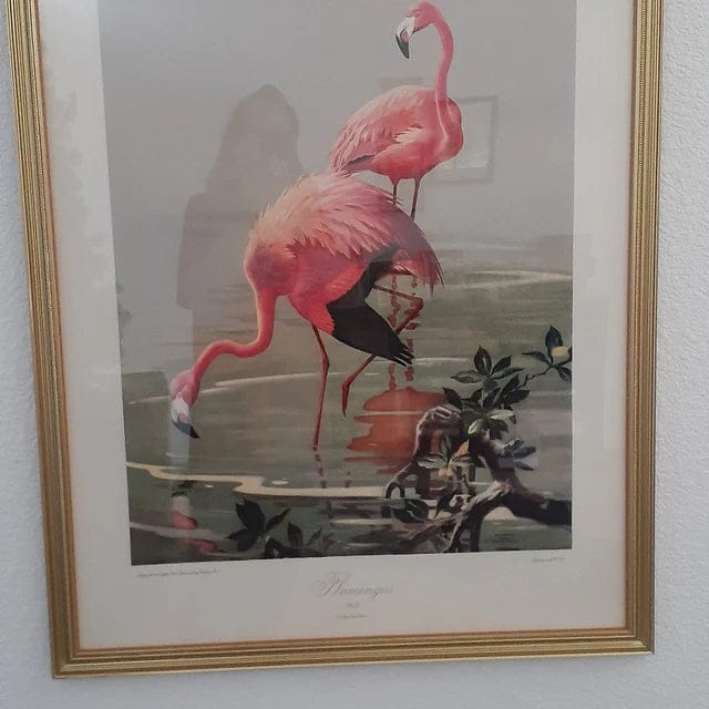 Customer photo review of Flamingos by Roger Tory Peterson, mint condition vintage lithograph printed in the 1940s