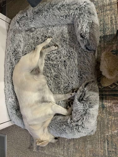 Customer photo review of PaWz Premium Pet Orthopaedic Bed