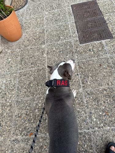 Customer photo review of 5cm Tweed Combat® Collar | With Handle & Secure Clip - Charcoal Black