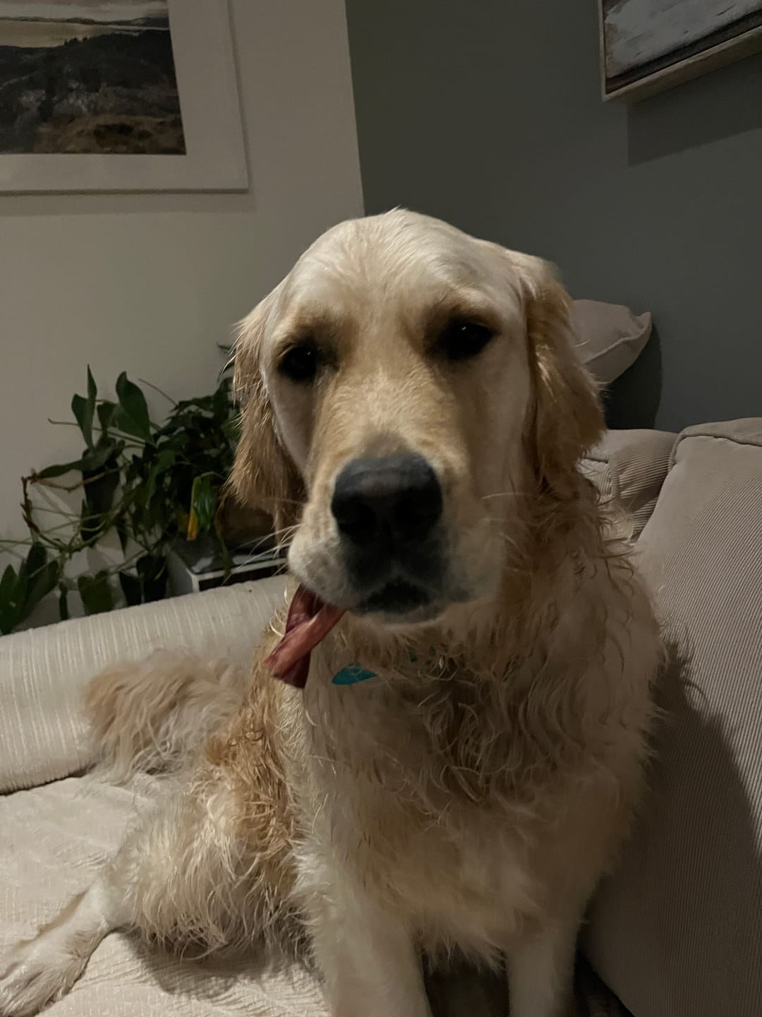 Customer photo review of 12 Inch Standard Braided Bully Stick